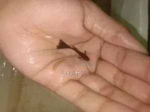Black Moscow Guppy