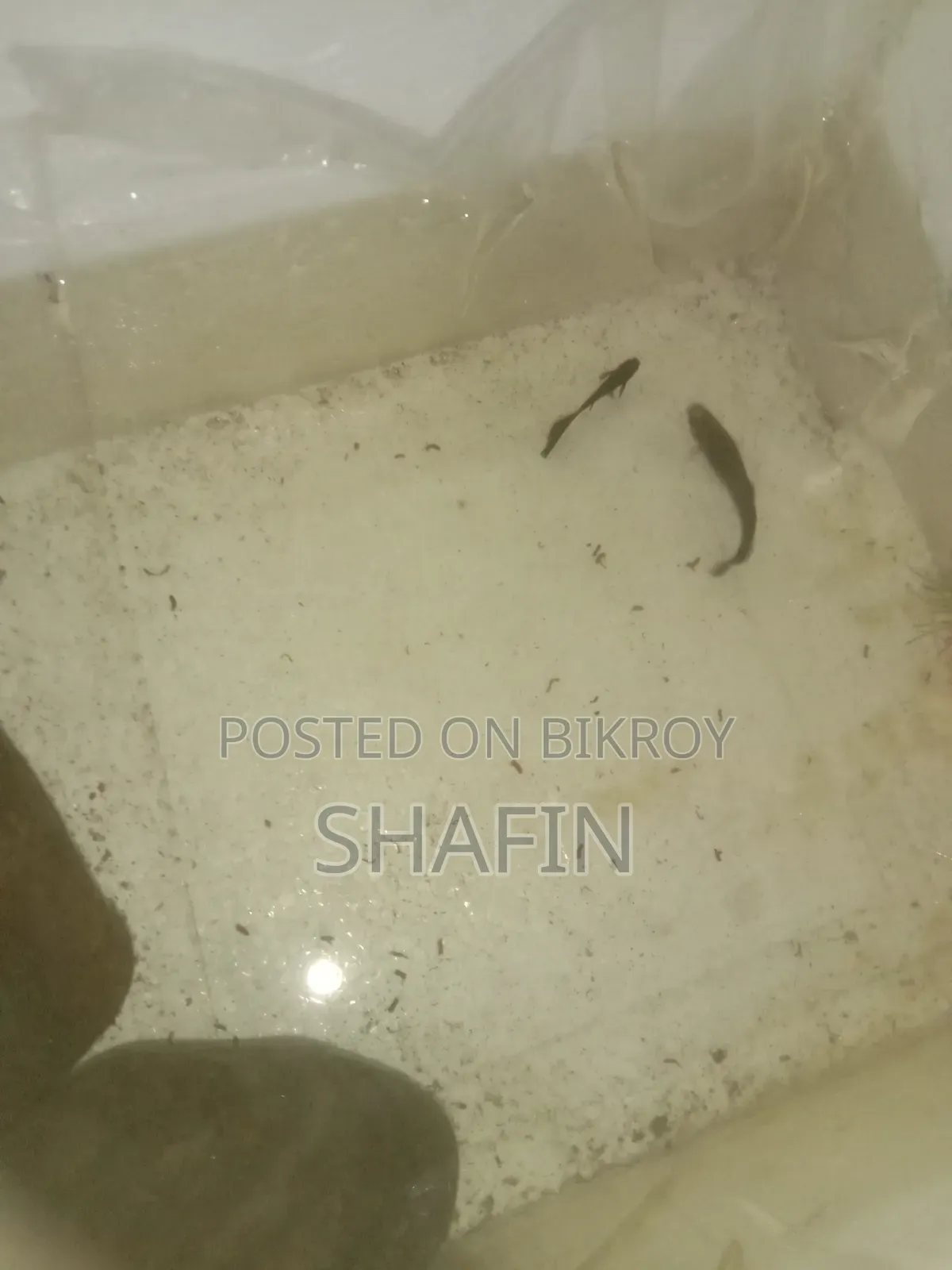 Black Moscow Guppy