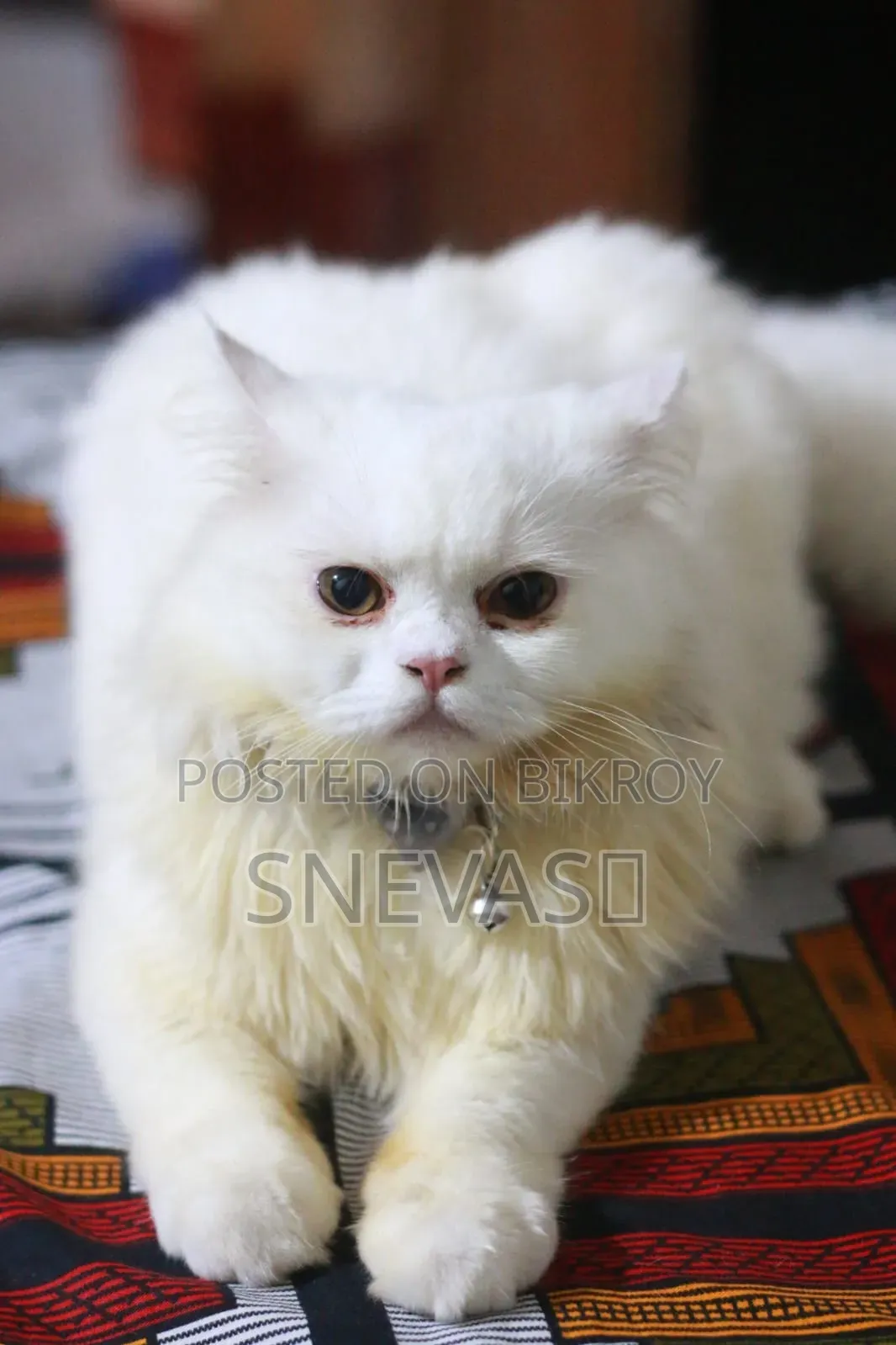 6-12 months Male Purebred Persian