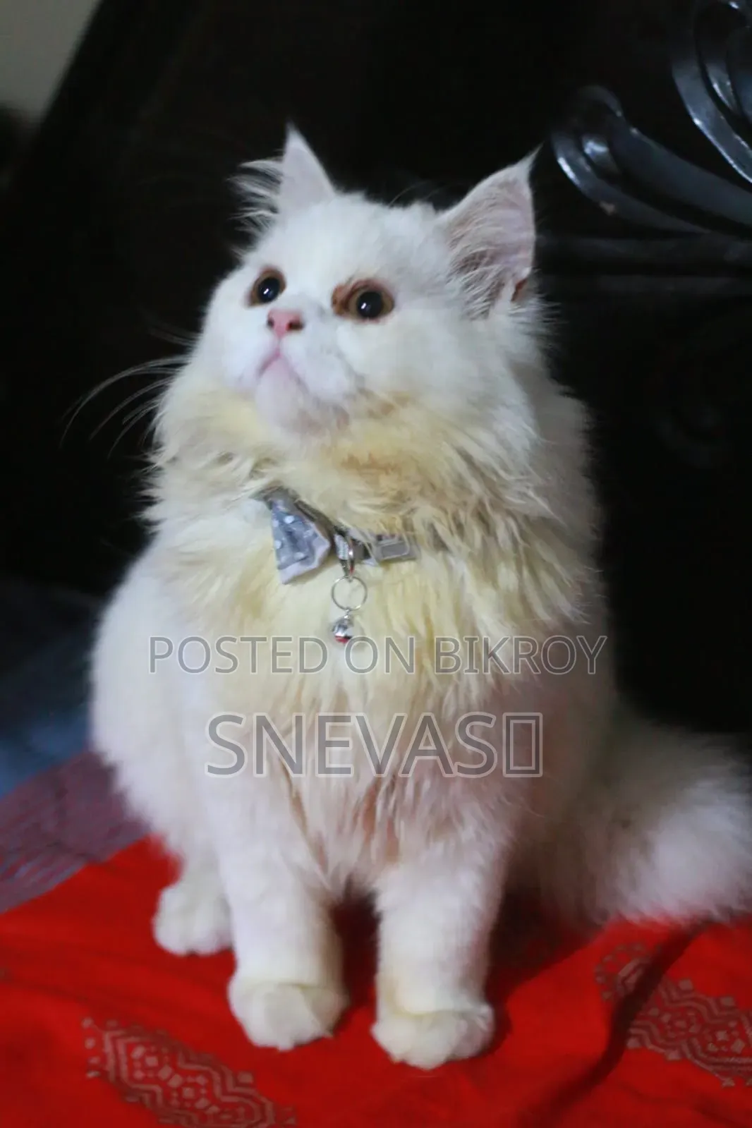6-12 months Male Purebred Persian