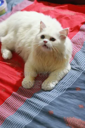 6-12 months Male Purebred Persian