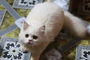6-12 months Male Purebred Persian