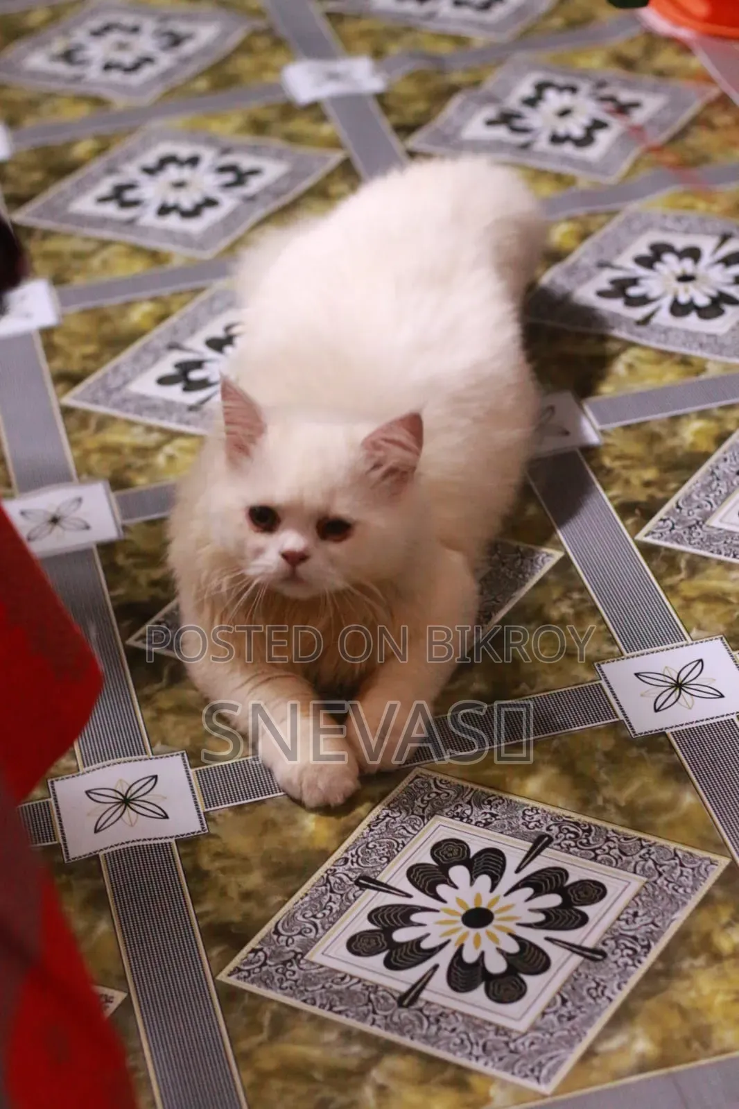 6-12 months Male Purebred Persian
