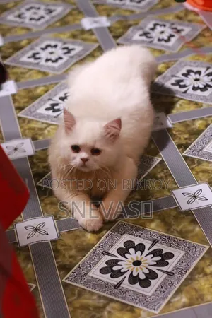 6-12 months Male Purebred Persian