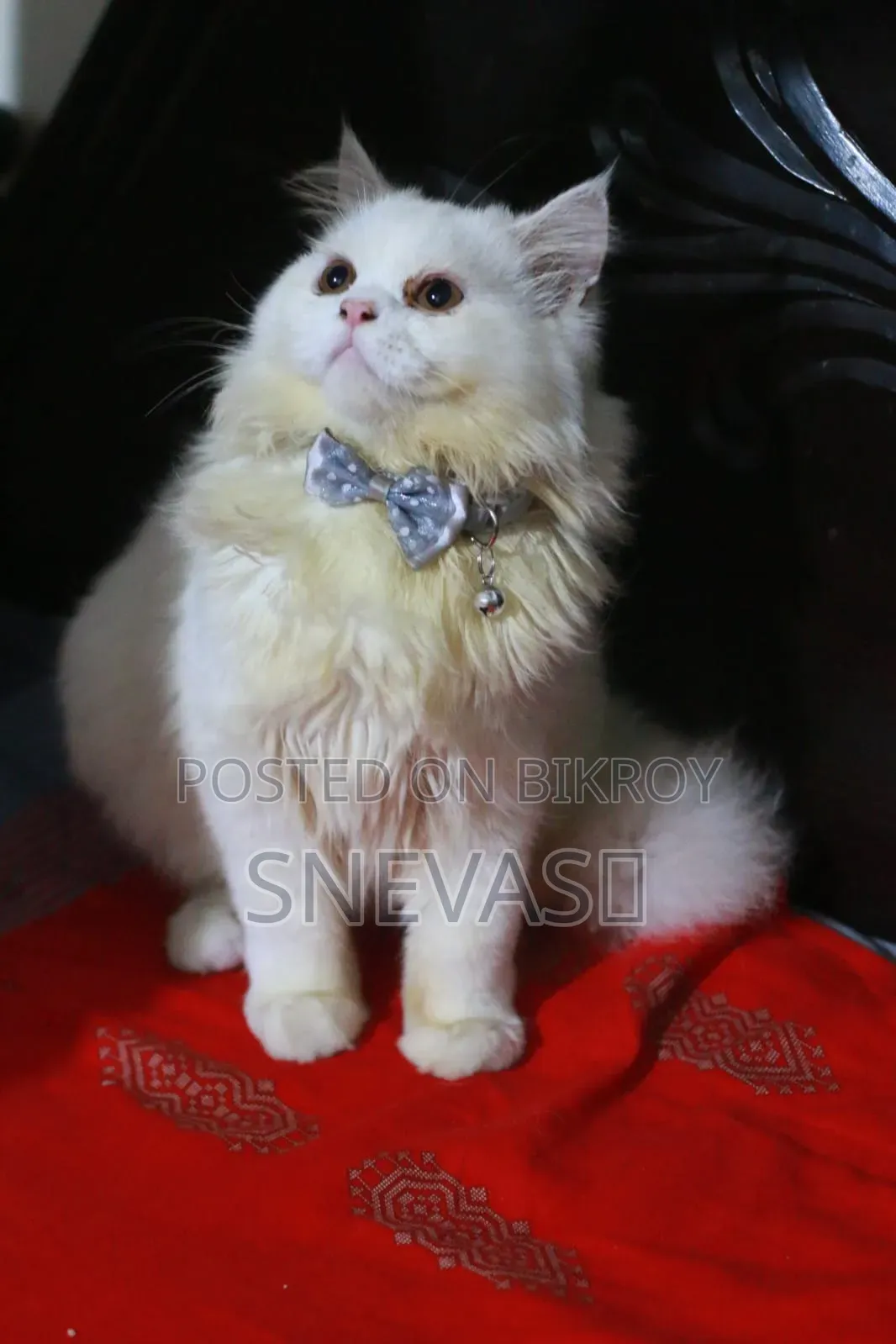 6-12 months Male Purebred Persian