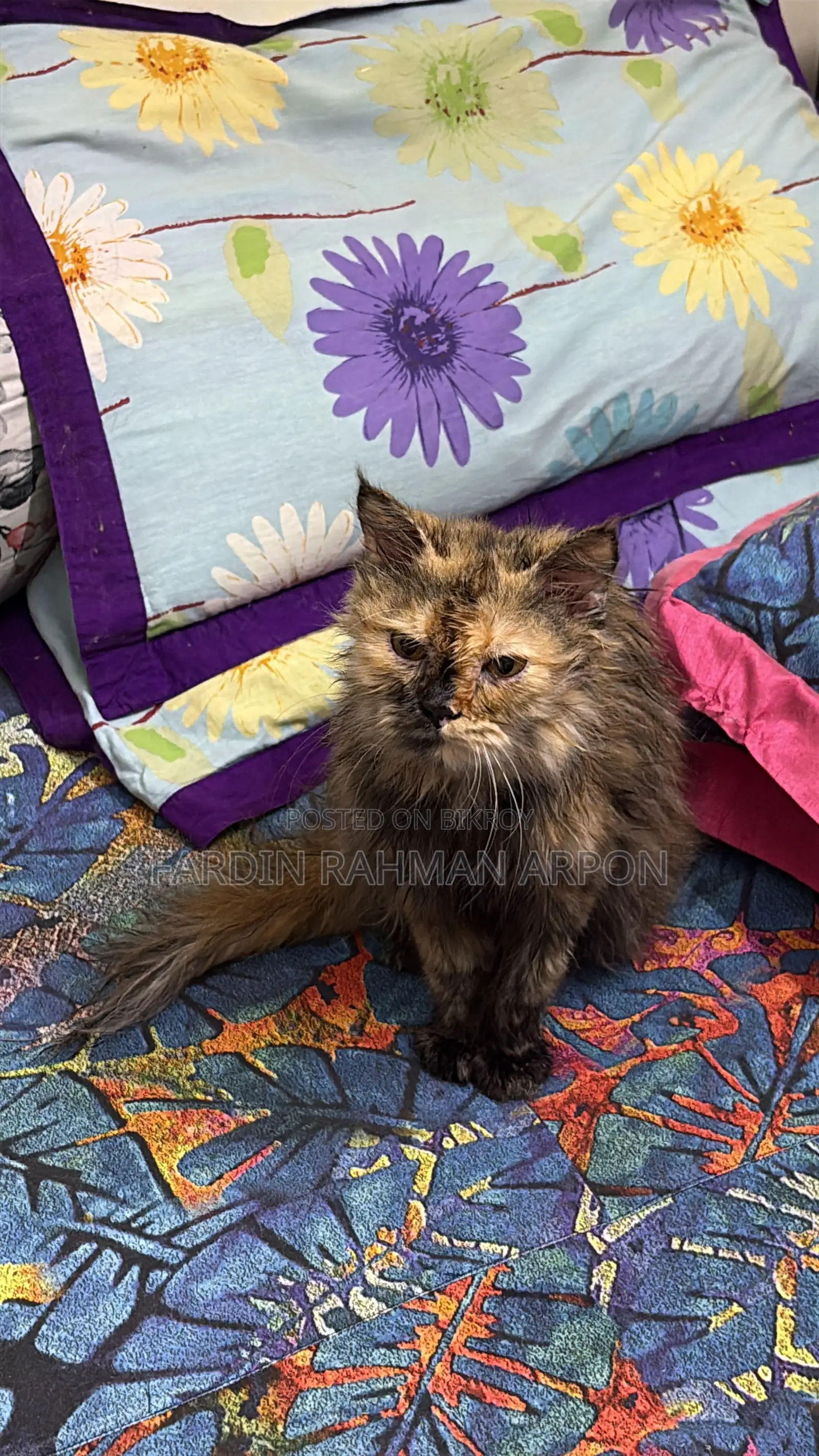 6-12 months Female Purebred Persian