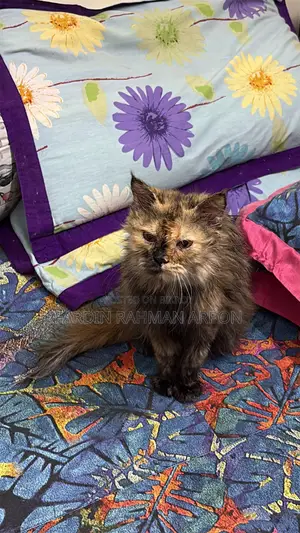 6-12 months Female Purebred Persian