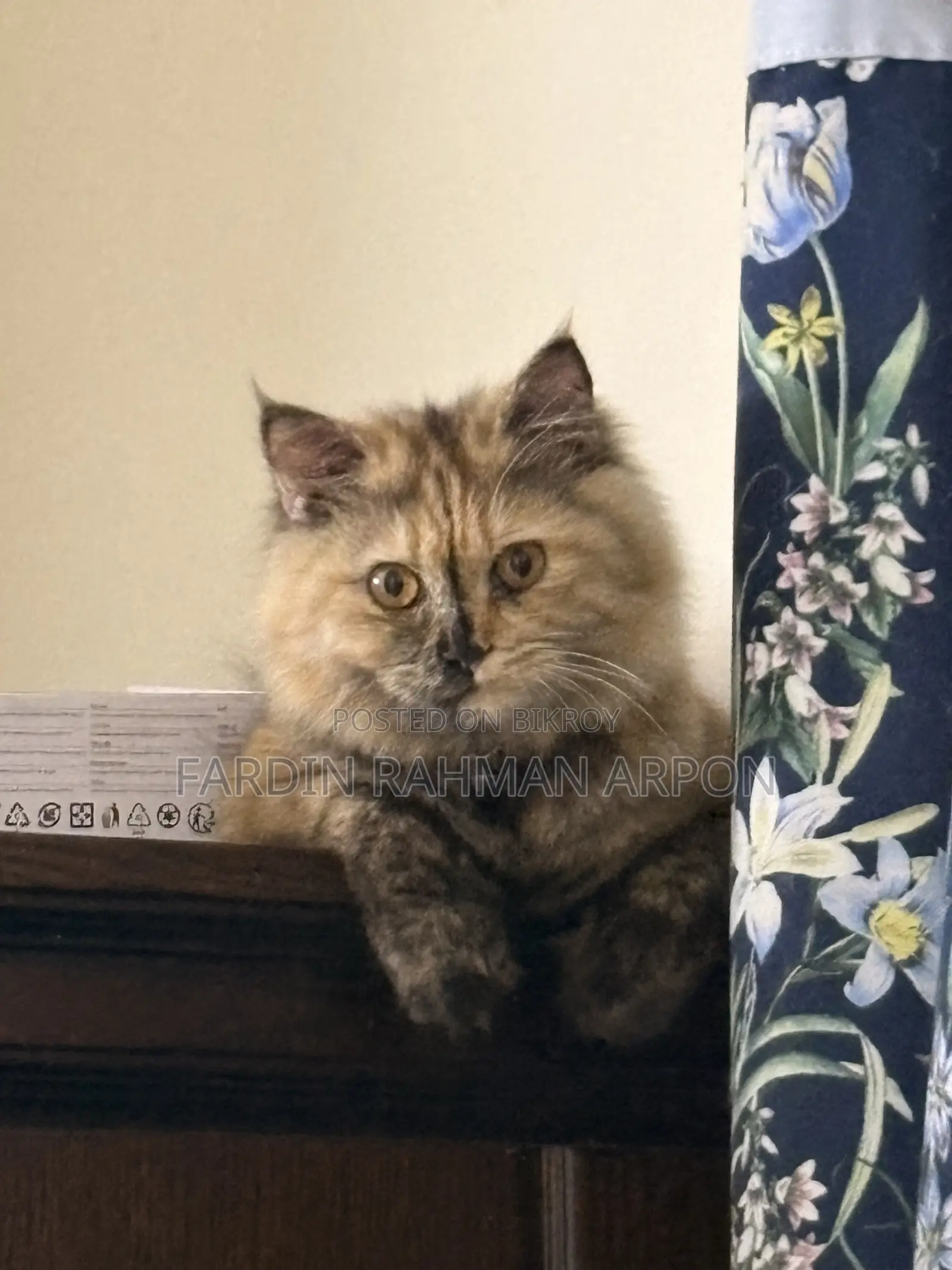 6-12 months Female Purebred Persian