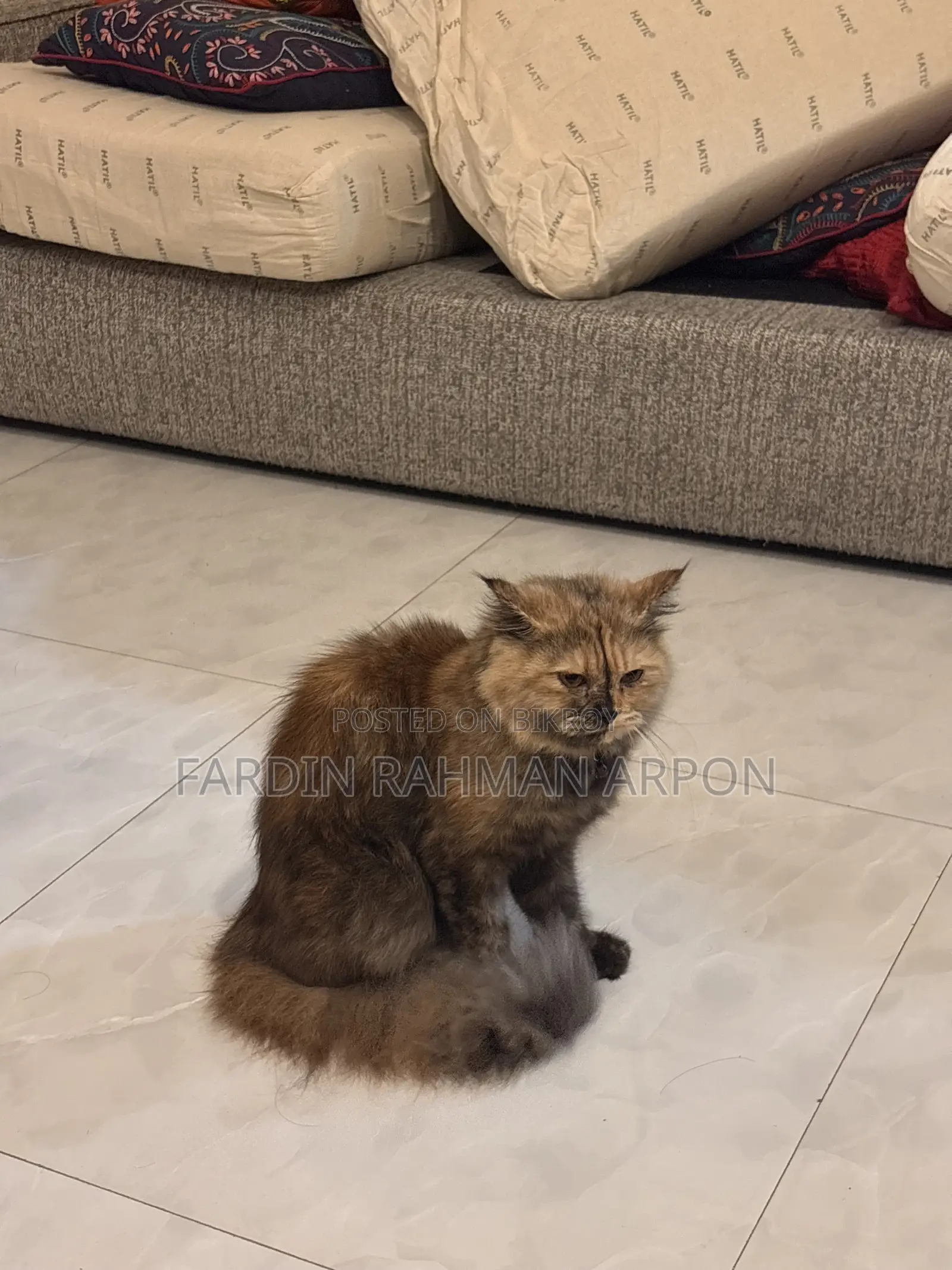6-12 months Female Purebred Persian