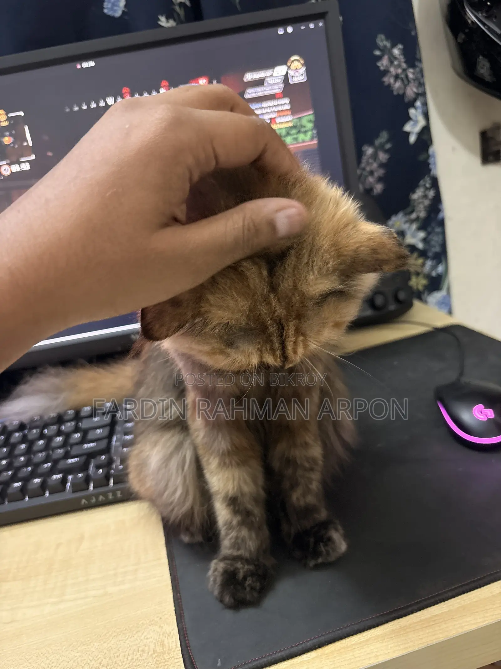 6-12 months Female Purebred Persian