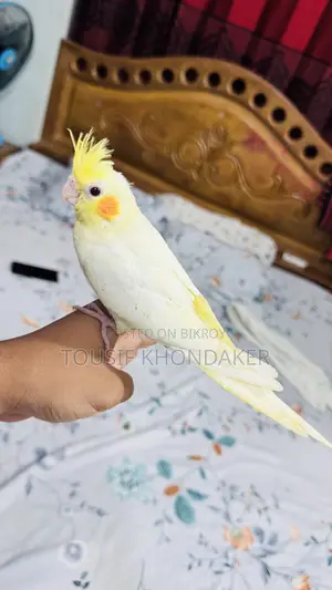 Tame Lutino Cockatiel