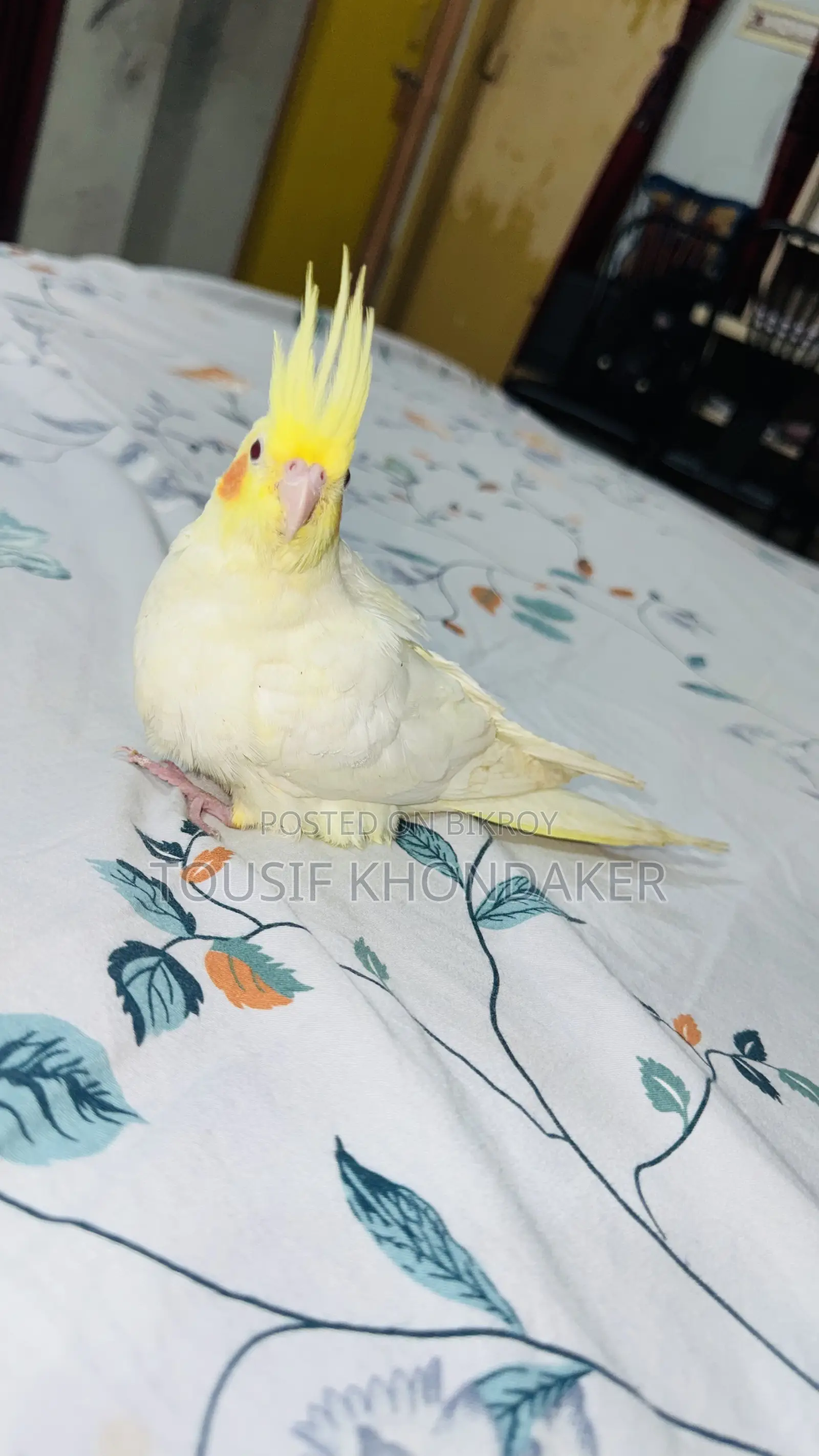 Tame Lutino Cockatiel