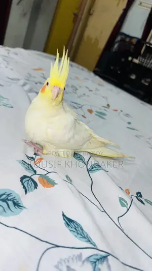 Tame Lutino Cockatiel