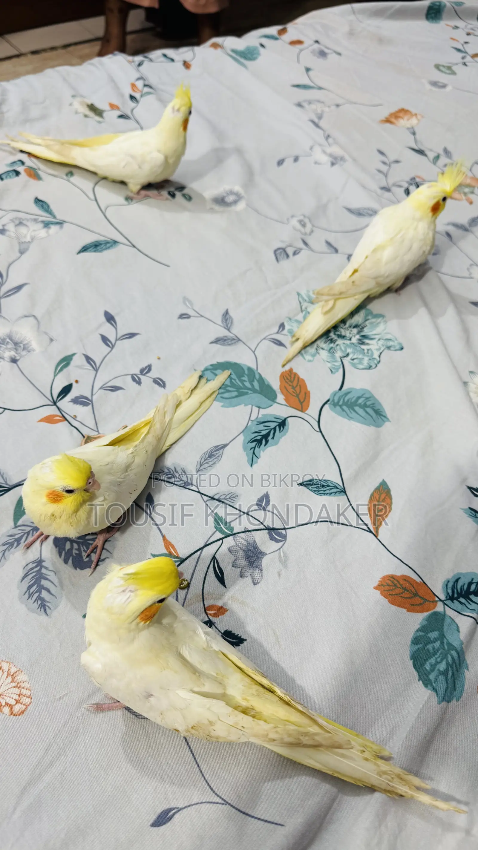 Tame Lutino Cockatiel