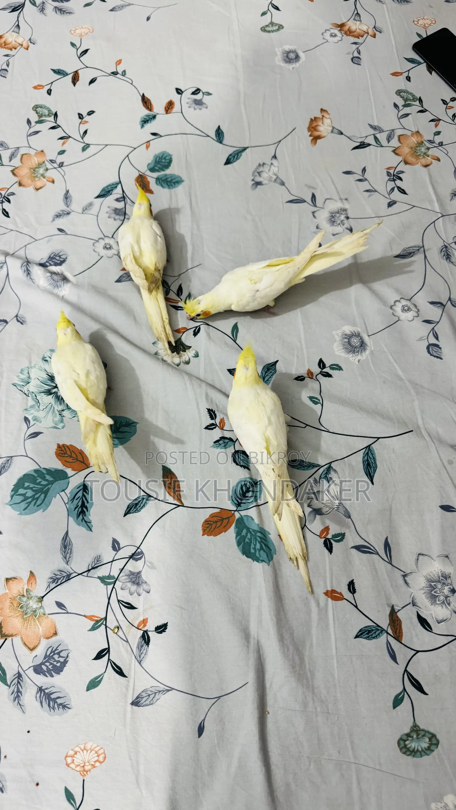 Tame Lutino Cockatiel
