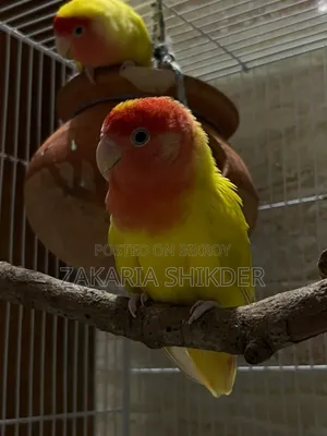 এক পেয়ার Love Bird