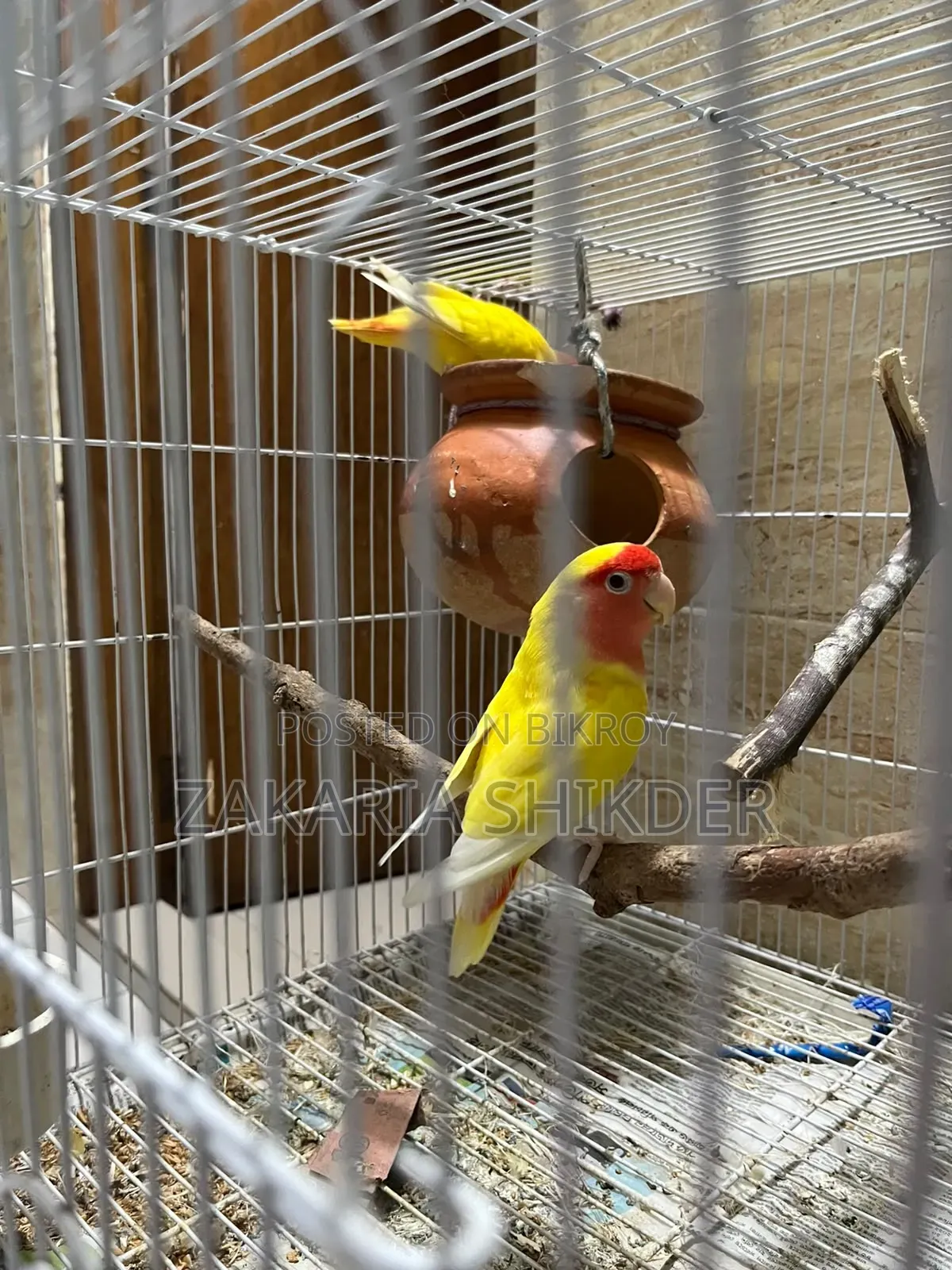 এক পেয়ার Love Bird