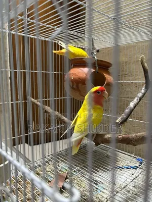 এক পেয়ার Love Bird