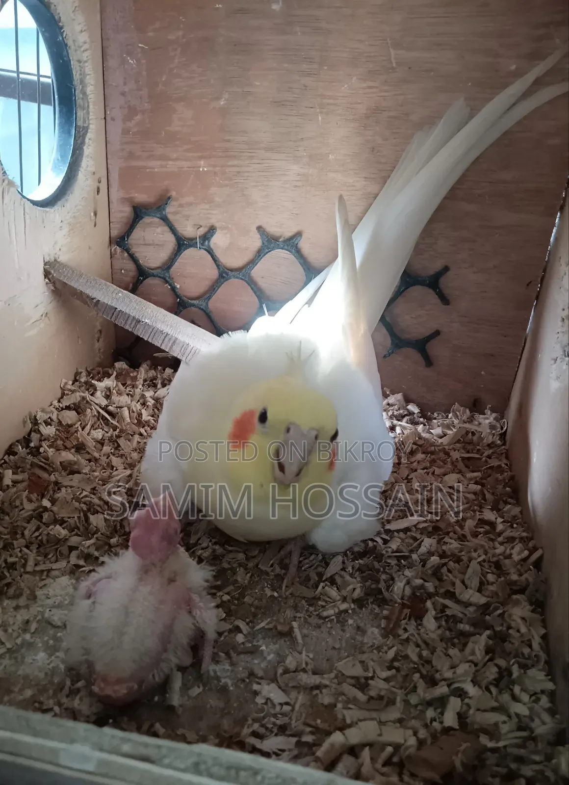 রানিং কোকাটেল পেয়ার