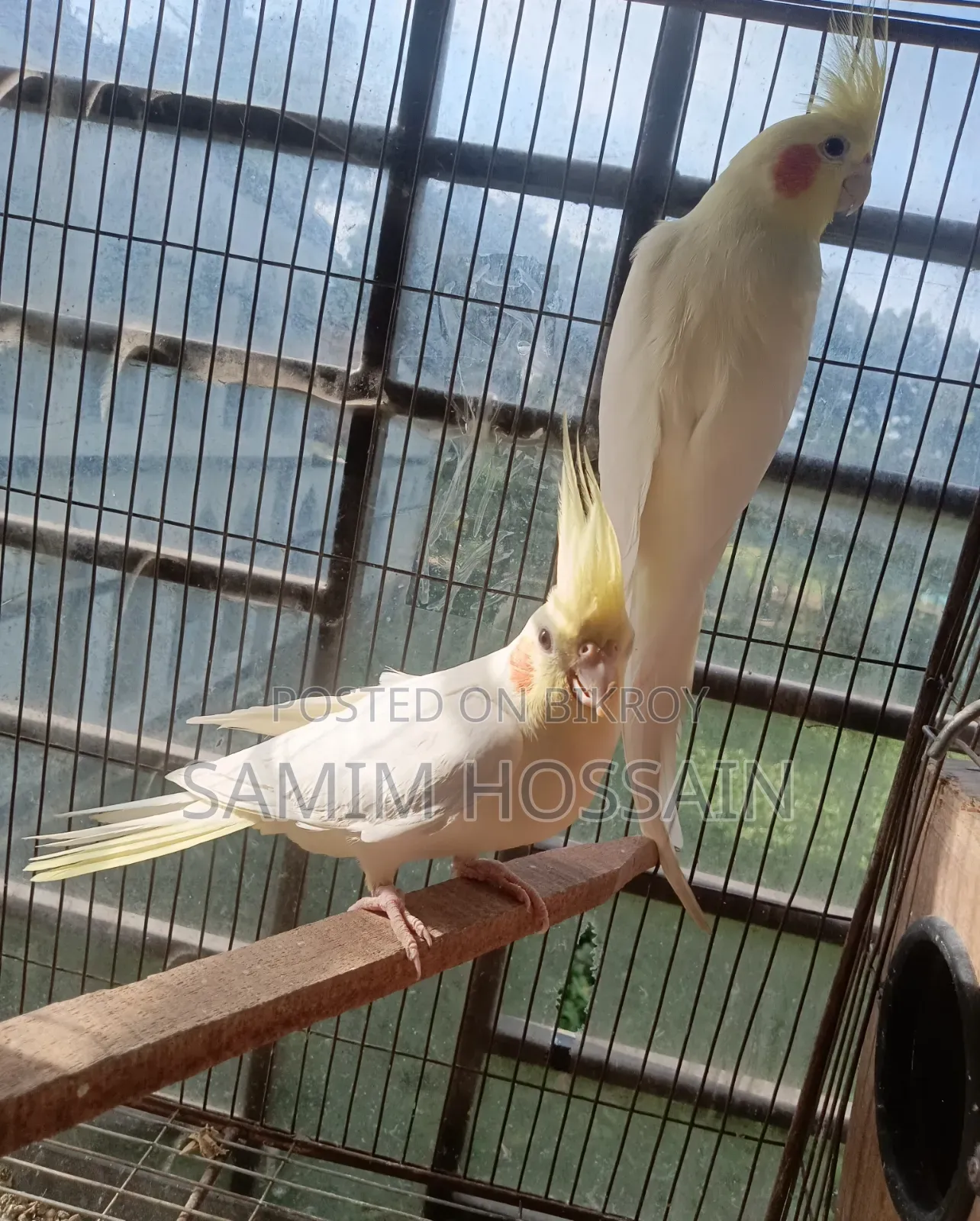 রানিং কোকাটেল পেয়ার