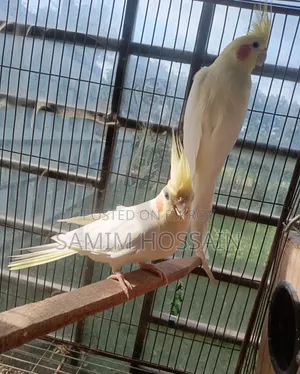 রানিং কোকাটেল পেয়ার