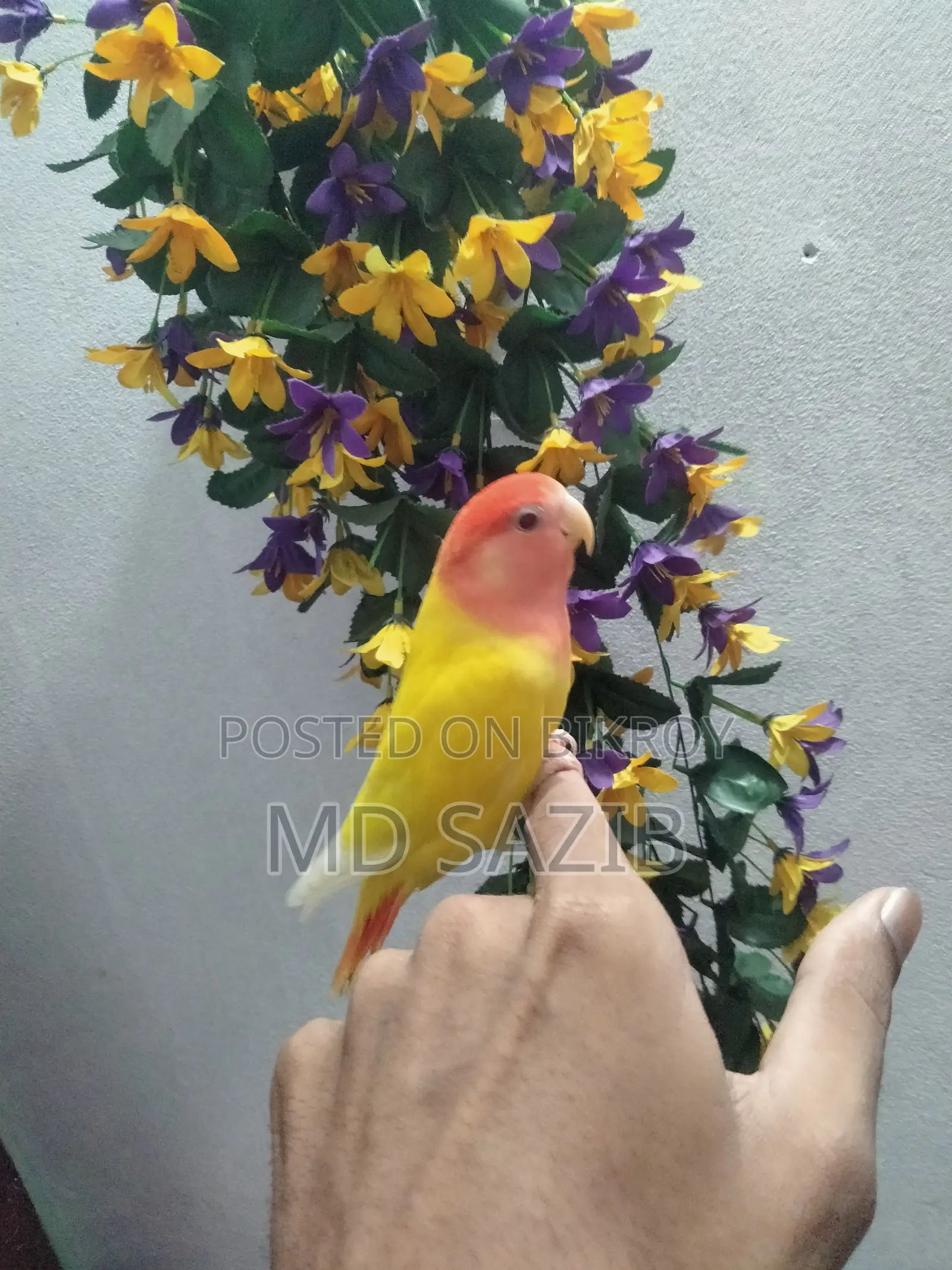 ফুল টিম লাভ বার্ড