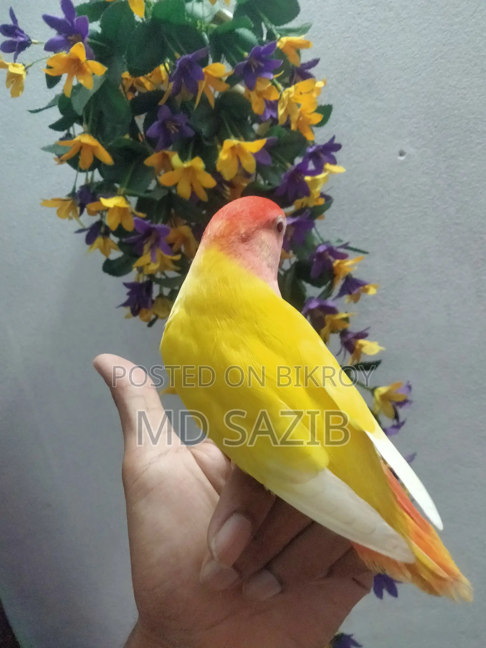 ফুল টিম লাভ বার্ড