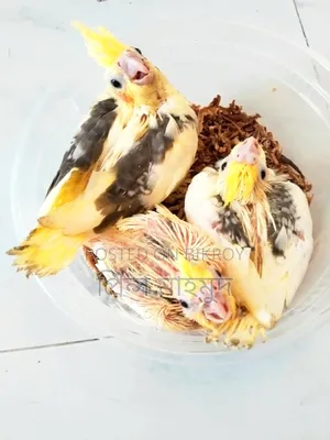 টেম উপযোগী ককাটেল পাখির বেবি