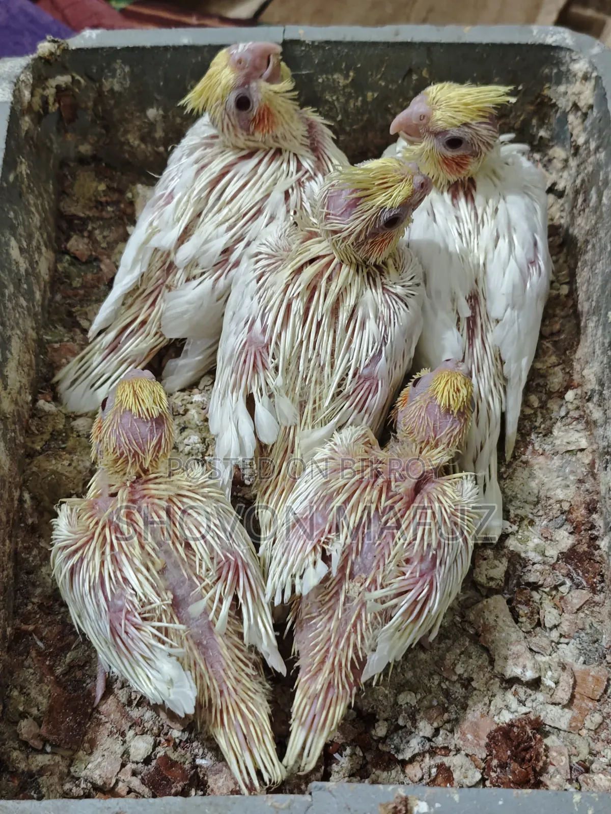 ককটেল বেবি ট্যাম সাইজ