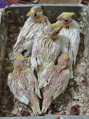ককটেল বেবি ট্যাম সাইজ