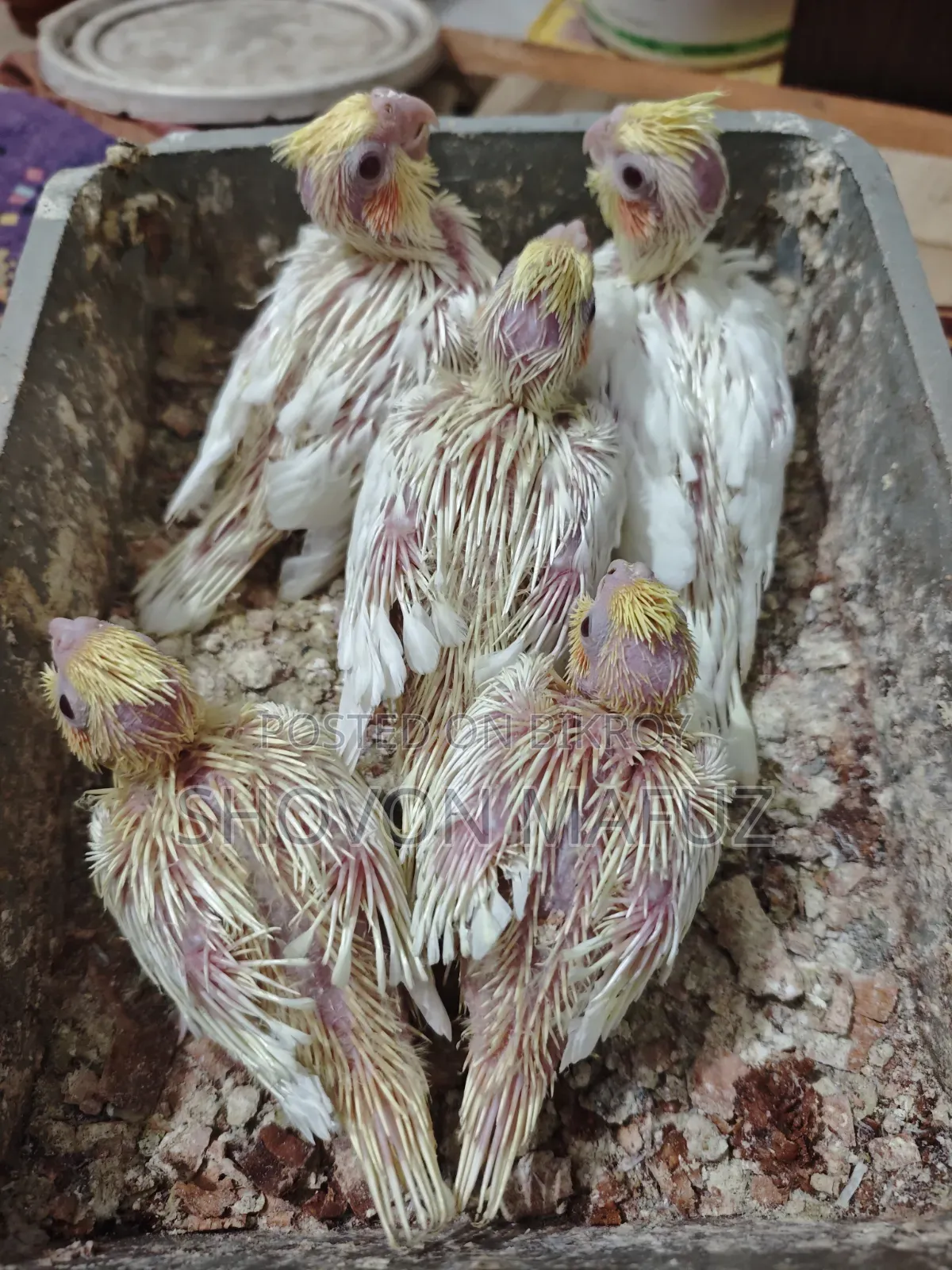ককটেল বেবি ট্যাম সাইজ