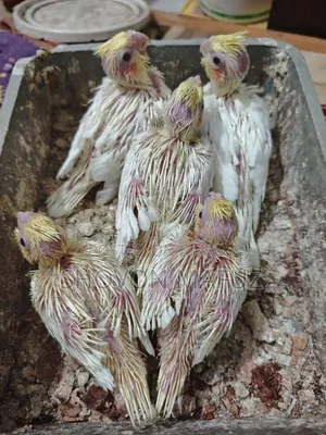 ককটেল বেবি ট্যাম সাইজ
