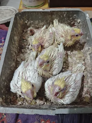 ককটেল বেবি ট্যাম সাইজ