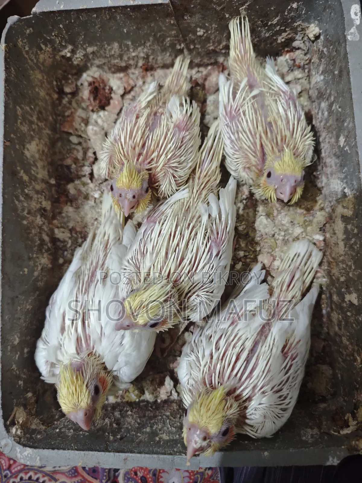 ককটেল বেবি ট্যাম সাইজ