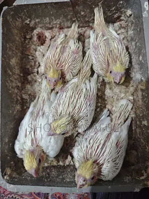 ককটেল বেবি ট্যাম সাইজ
