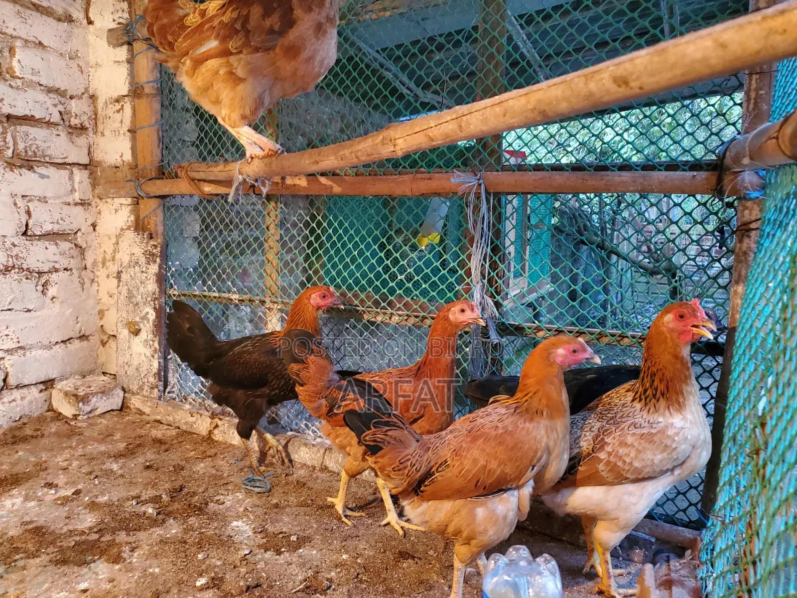 Deshi hens will be sold