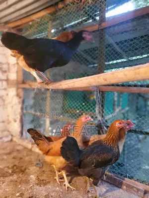 Deshi hens will be sold