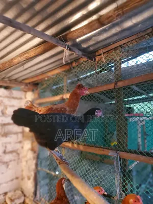 Deshi hens will be sold