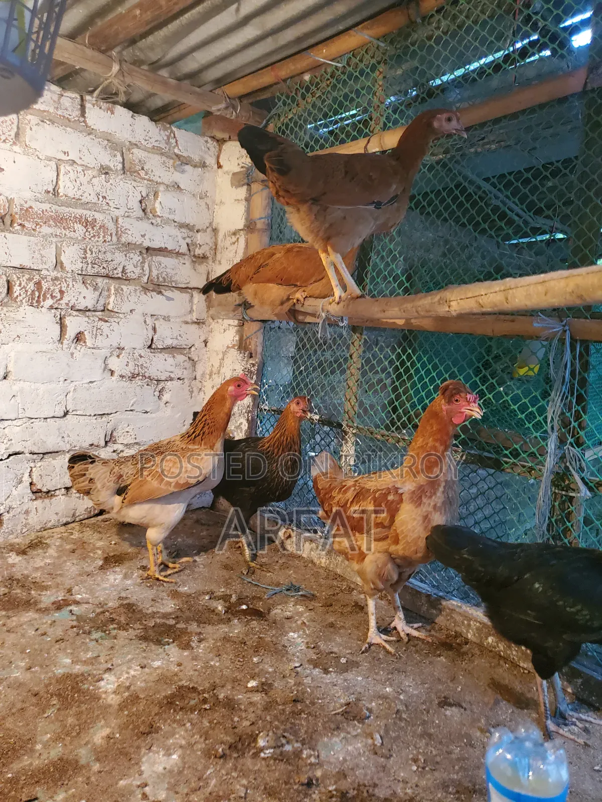 Deshi hens will be sold