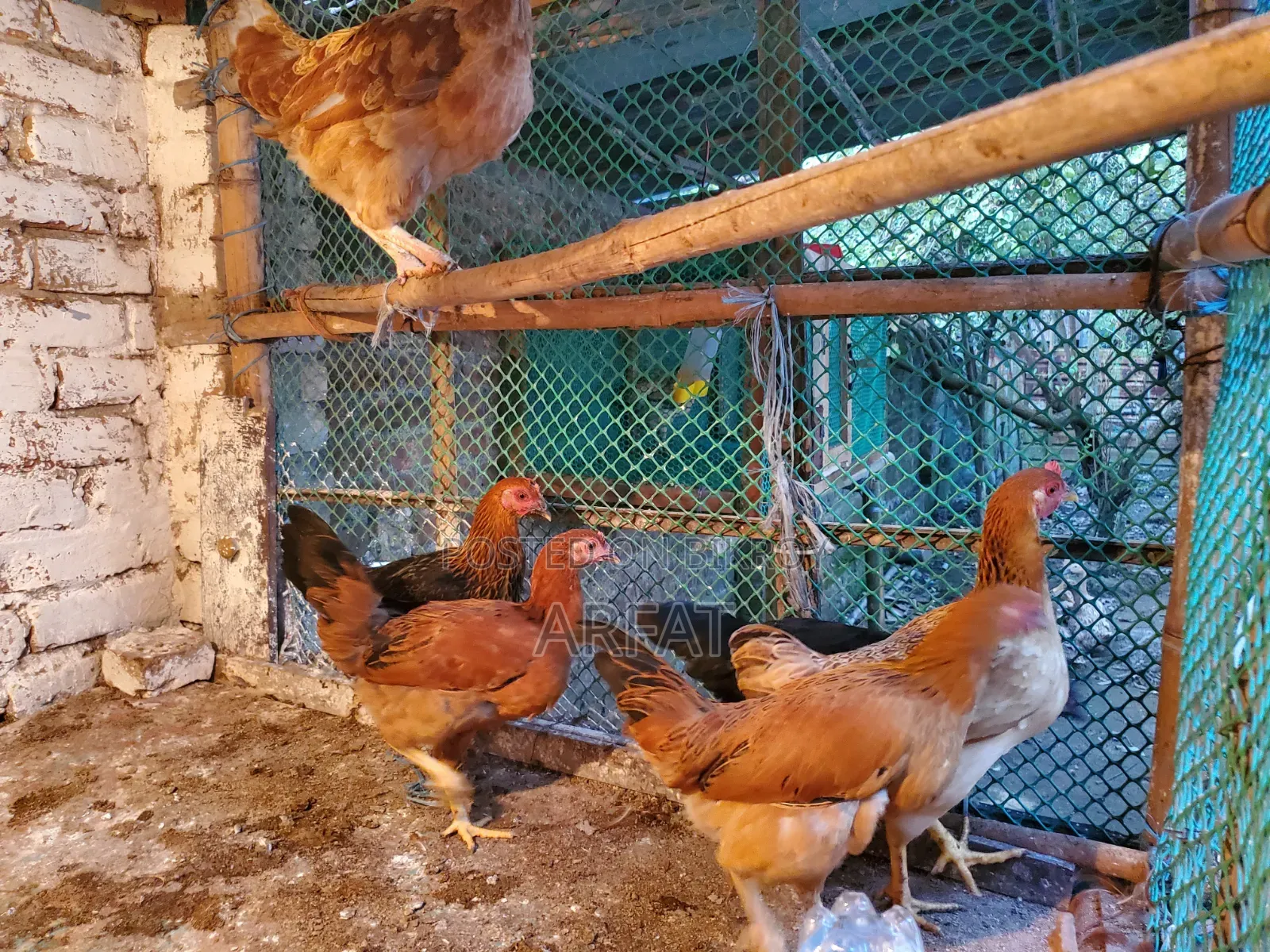 Deshi hens will be sold