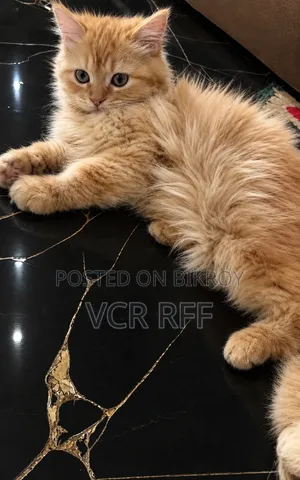 6-12 Months Male Purebred Persian