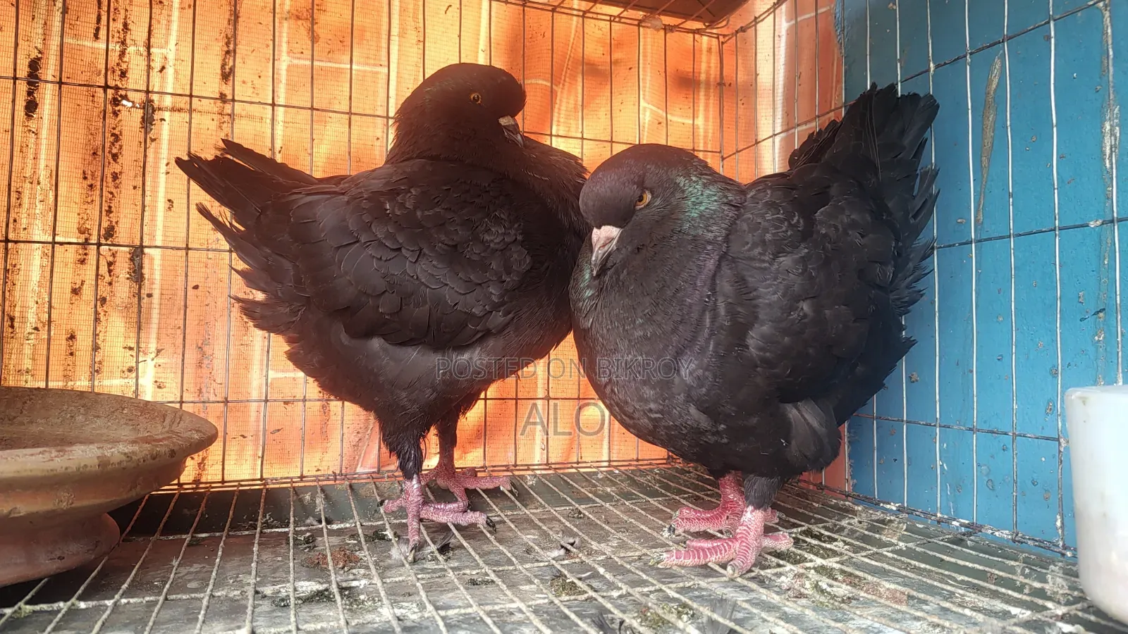 Show King Pair