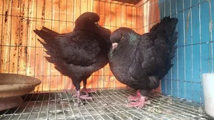 Show King Pair