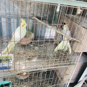 ককাটেল পাখি