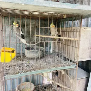 ককাটেল পাখি