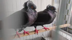 Pigeon Pair