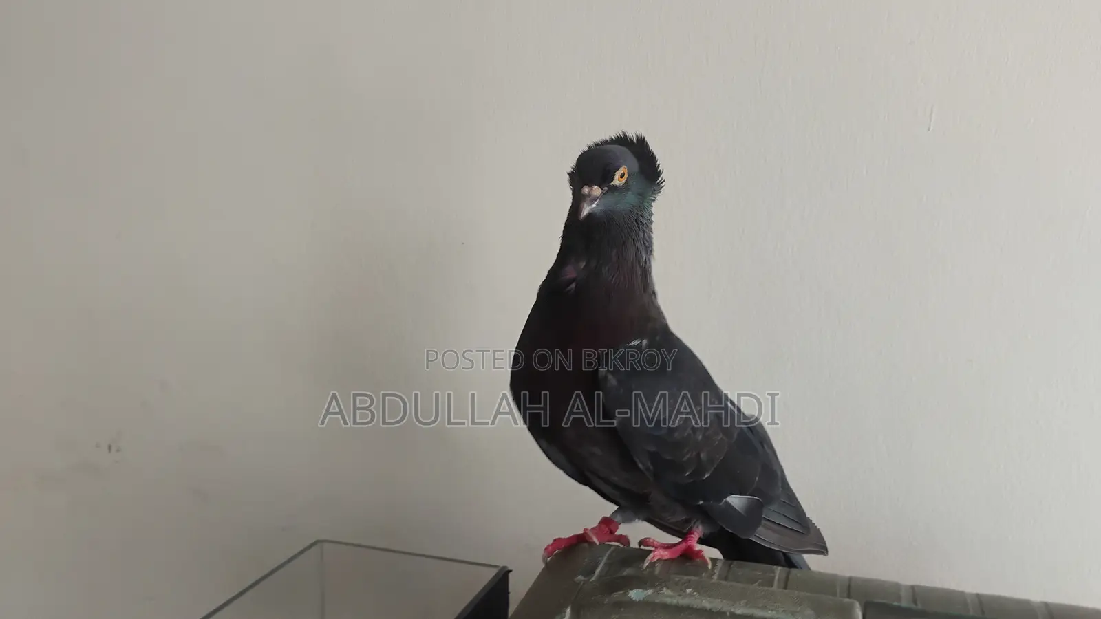 Pigeon Pair