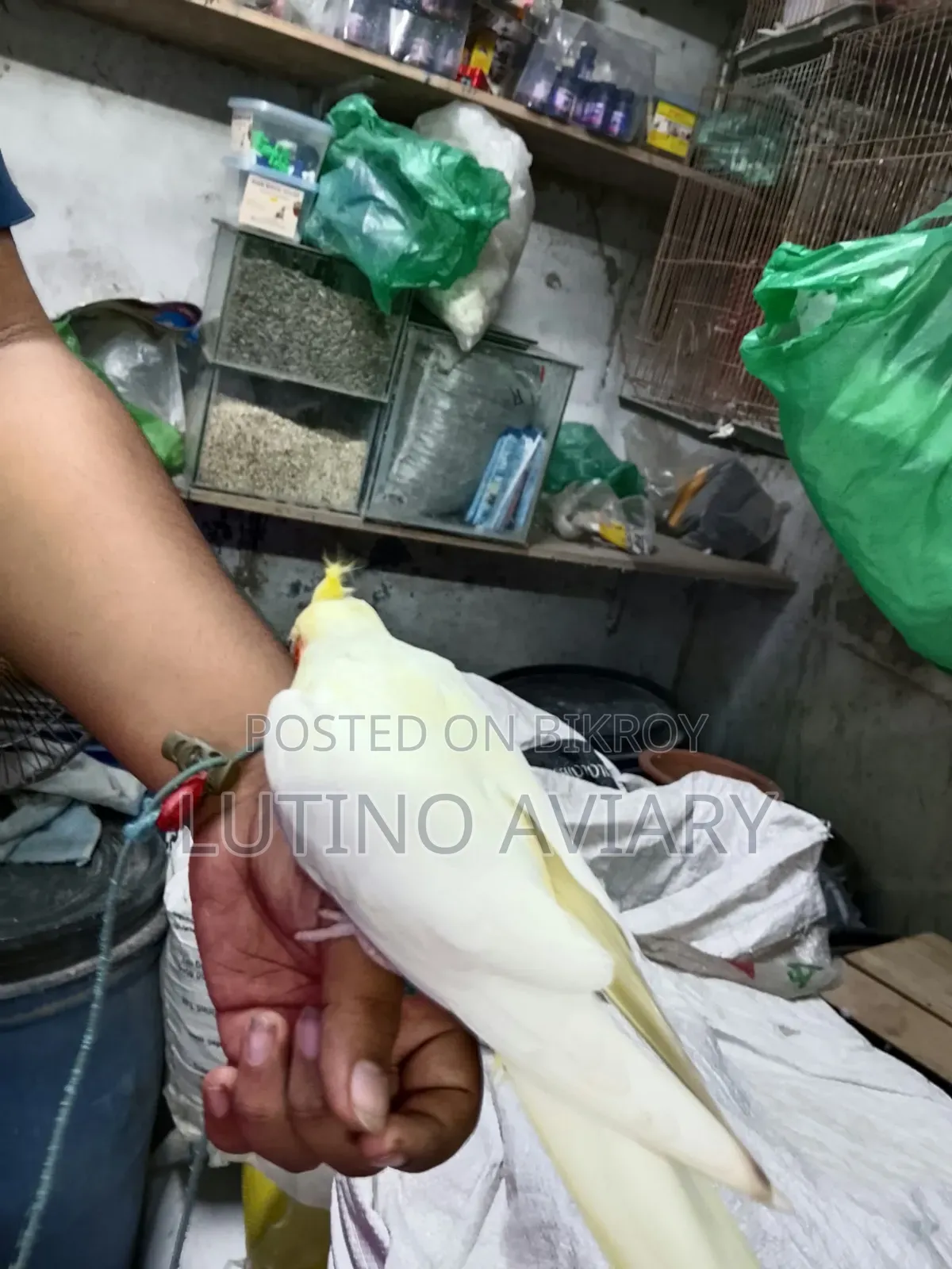 লুটিনো হেভি পাল কোকাটেল