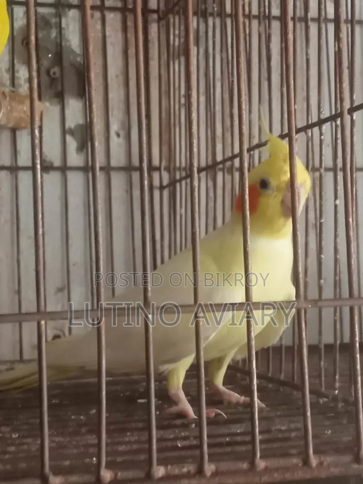 লুটিনো হেভি পাল কোকাটেল