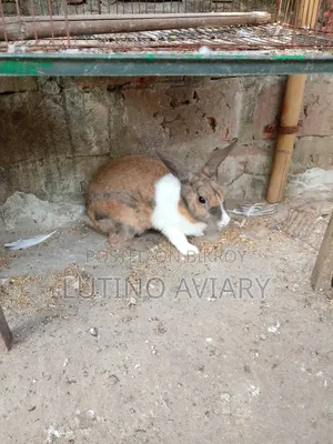 Female Rabbit